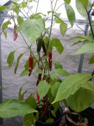 Cayenne rot (Samen) Cayenne rot (Samen)