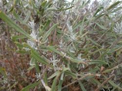 Lavendel Lavendel