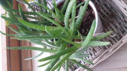 Aloe Vera Ableger Aloe Vera Ableger