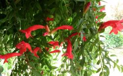 Aeschynanthus Japhrolepis Aeschynanthus Japhrolepis