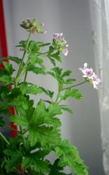 Duftgeranie Pelargonie Zitrusduft Duftgeranie Pelargonie Zitrusduft