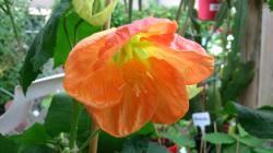 10 Samen Schönmalven Abutilon zum Aussuchen 10 Samen Schönmalven Abutilon zum Aussuchen