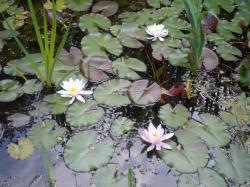 weiße Seerose weiße Seerose