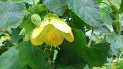 Abutilon Schönmalve " Julia Geel " Abutilon Schönmalve " Julia Geel "