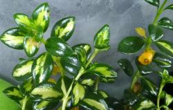 Nematanthus variegata Kussmäulchen Nematanthus variegata Kussmäulchen