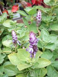 Harfenstrauch / Plectranthus (verm. Verpiss-Dich-Pflanze) Harfenstrauch / Plectranthus (verm. Verpiss-Dich-Pflanze)