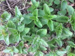 Oregano Oregano