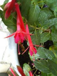 Fuchsie " Jaspers Pink Pipes " Fuchsie " Jaspers Pink Pipes "