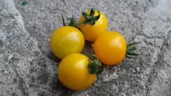 Tomate - Balconi Yellow + eine weitere Sorte Tomate - Balconi Yellow + eine weitere Sorte