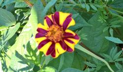 Tagetes, "Dt. Ehrenkreuz" (?), hoch Tagetes, "Dt. Ehrenkreuz" (?), hoch