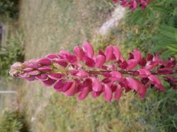 Edellupine Edellupine