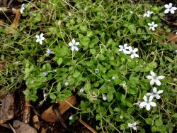 Isotoma 'Blue Foot' Isotoma 'Blue Foot'