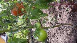 Tomate Tarasenko Tomate Tarasenko