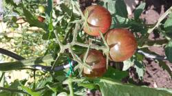Black cherry Tomate Black cherry Tomate