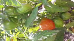 Eiertomate, orange gelb gestreift Eiertomate, orange gelb gestreift