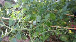 rote Johannisbeer Tomate rote Johannisbeer Tomate