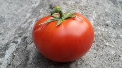 Tomate - Burkanlapu + eine weitere Sorte Tomate - Burkanlapu + eine weitere Sorte