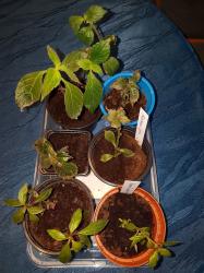 Achimenes Mix Achimenes Mix