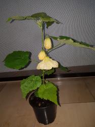 Abutilon Jungpflanze Abutilon Jungpflanze