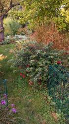 Freilandfuchsien-Stecklinge Freilandfuchsien-Stecklinge