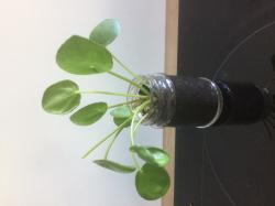 Ufopanze, Pilea Ufopanze, Pilea