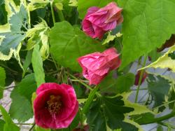 Abutilon Schönmalve Abutilon Schönmalve