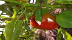Mini Paprika, süß Mini Paprika, süß