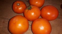 Tomate Hurma Tomate Hurma