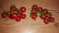 Tomate Barbanjaka Tomate Barbanjaka