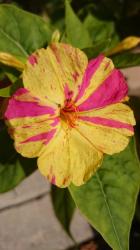 Wunderblume (Mirabilis Jalapa), Samen Wunderblume (Mirabilis Jalapa), Samen