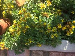 Sedum Sedum