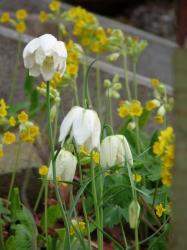 Schachbrettblume, Kiebitzei Schachbrettblume, Kiebitzei