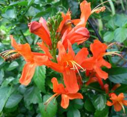 Tecomaria Capensis Tecomaria Capensis