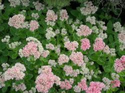 Grosse Fetthenne rosa Grosse Fetthenne rosa