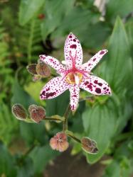 Krötenlilie / Tricyrtis hirta Krötenlilie / Tricyrtis hirta