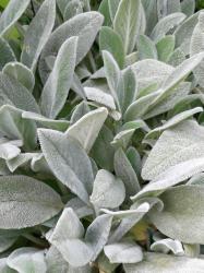 Woll-Ziest ´Silver Carpet´/ Hasenohr / Eselsohr Woll-Ziest ´Silver Carpet´/ Hasenohr / Eselsohr