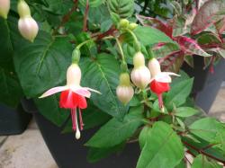 Fuchsie weiss orange Fuchsie weiss orange