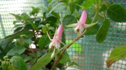 Fuchsie ' Rijs 2001 " Fuchsie ' Rijs 2001 "