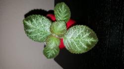 Episcia Thad's Pink Diamond Episcia Thad's Pink Diamond