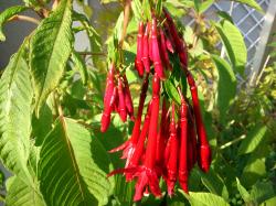Bolivianische Fuchsie - Fuchsia boliviana Bolivianische Fuchsie - Fuchsia boliviana
