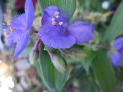 Dreimasterblume, Tagblume, blau Dreimasterblume, Tagblume, blau