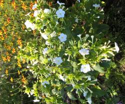 Wunderblume, Mirabilis, weiss Wunderblume, Mirabilis, weiss