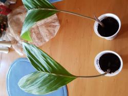 Salak-Palme Salak-Palme