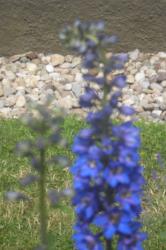 Rittersporn "Blauwal" Rittersporn "Blauwal"