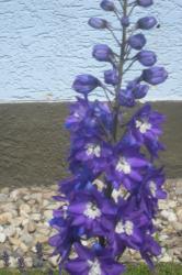 Rittersporn "Purple Passion" Rittersporn "Purple Passion"