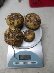 Sauromatum venosum Sauromatum venosum