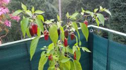 Chili Gusto Purple Chili Gusto Purple