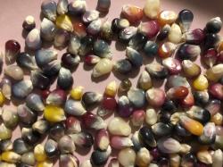 Glass gem corn, Glasperlenmais, Bunter Mais Glass gem corn, Glasperlenmais, Bunter Mais