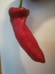 roter Spitzpaprika roter Spitzpaprika