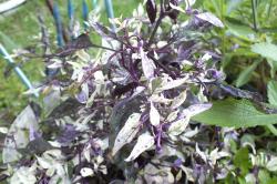 panaschierte Chili panaschierte Chili